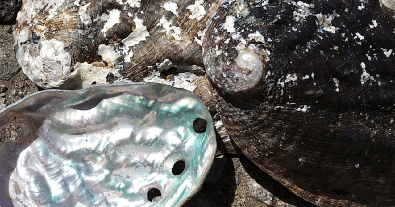 虹色光沢の螺旋貝殻 螺鈿3：螺鈿の光｜YK_ukasagi