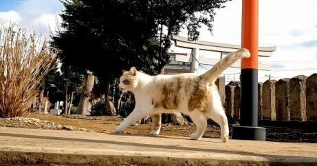 TAYOA 動物用捕獲器 踏み板式 アニマルトラップ トラップケージ 野良猫 迷子猫 イタチ タヌキ, image size:1280x669