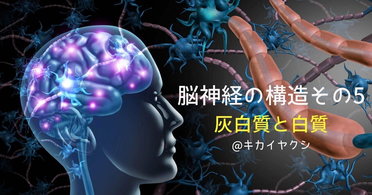 灰白質とは何ですか?