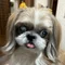はじめ（相続・遺言専門の犬好き行政書士）