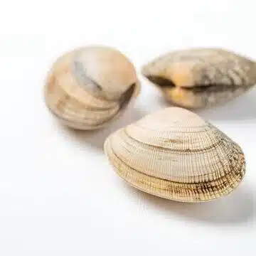 朝日 アサリ