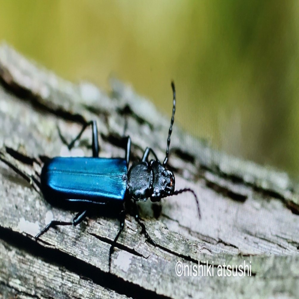 瑠璃色の甲虫、ルリヒラタムシとルリボシカミキリ｜奥日光 letter