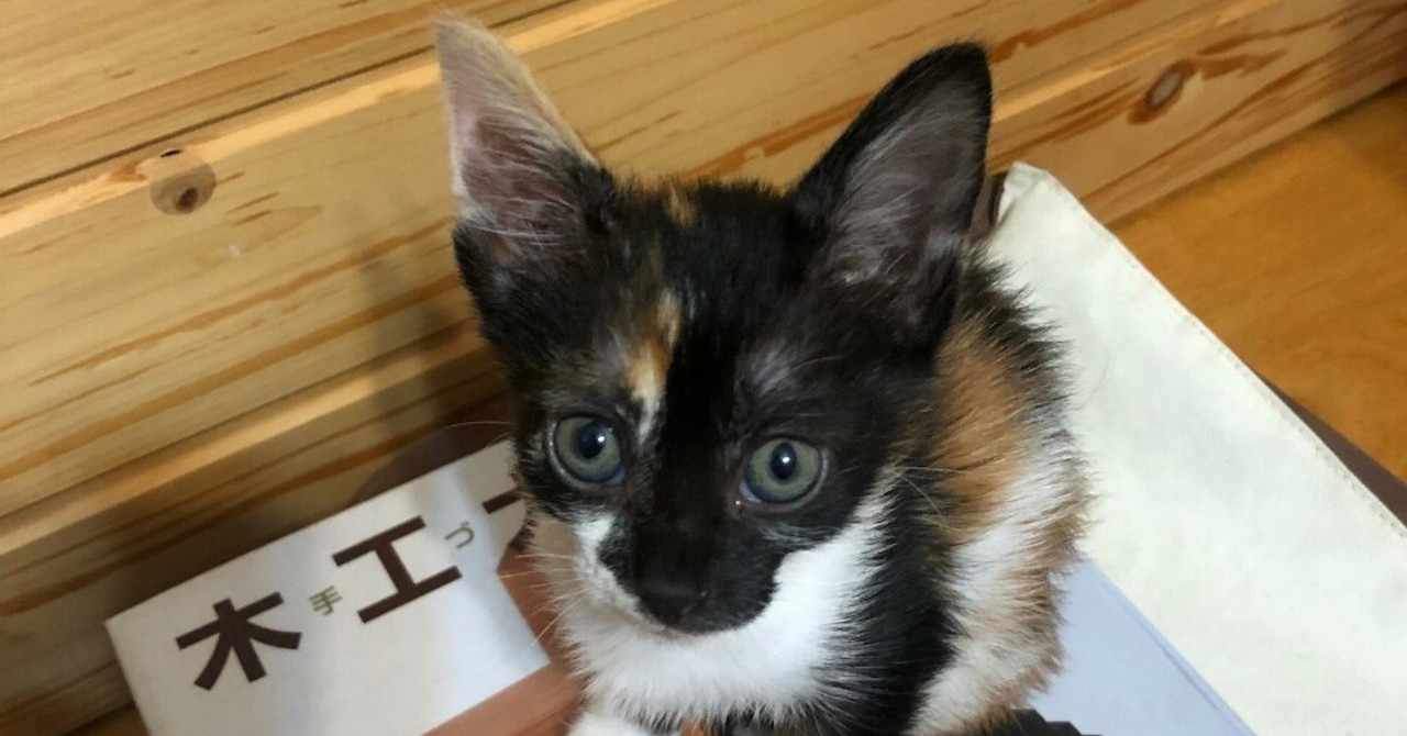 みけねこ企画 の新着タグ記事一覧 Note つくる つながる とどける