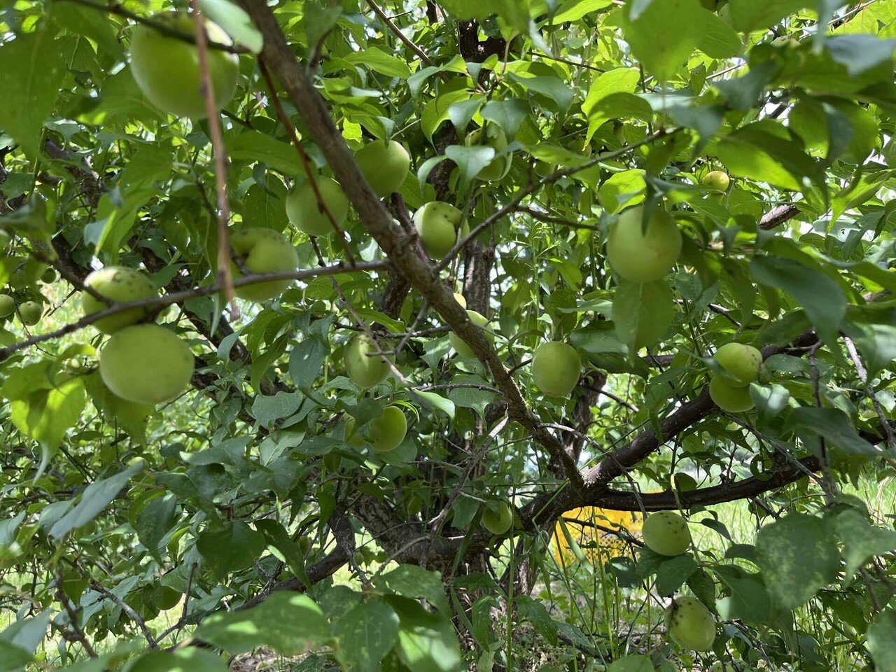 若い梅 【公式通販】