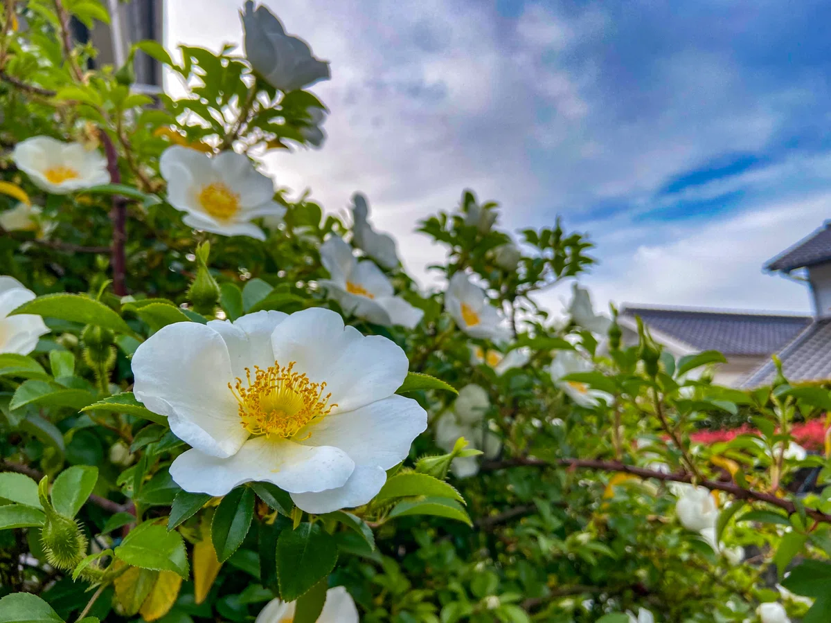 画像