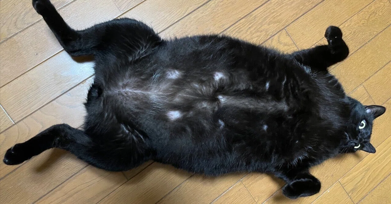 もう猫じゃない気がしてきた…」カエル？カメ？別の生き物に進化し始め