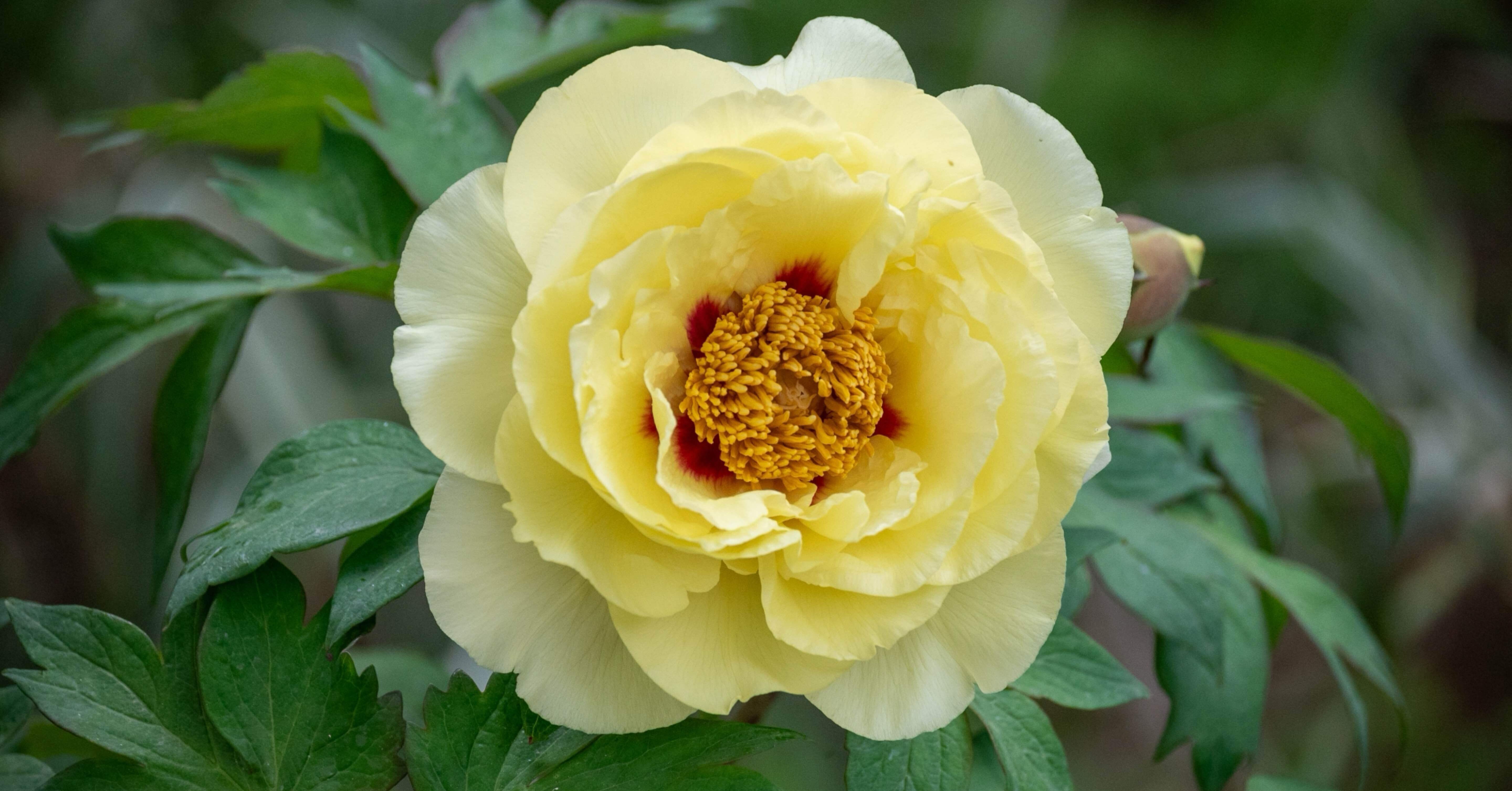 獅子に牡丹｜鈴木咲子/ Sakiko Suzuki