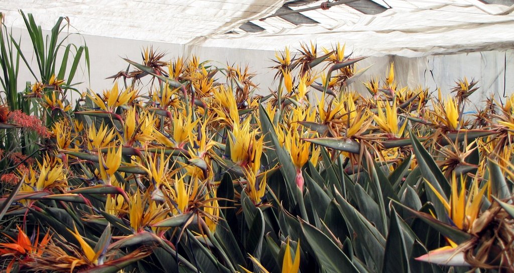 ストレリチア ゴールドクレスト ストレリチア - ゴールドクレスト|極楽鳥花植物園|note