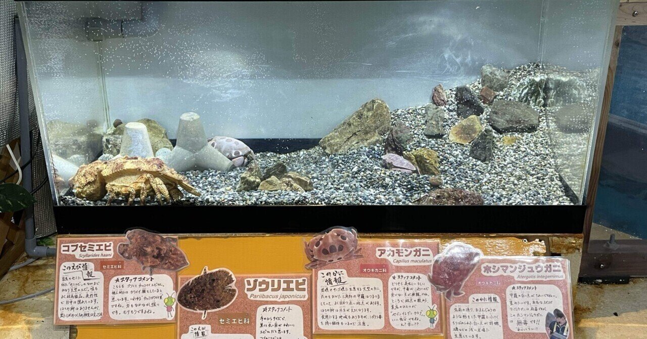 エビカニ水槽ちょこっと復活🦐🦀｜桂浜水族館 公式