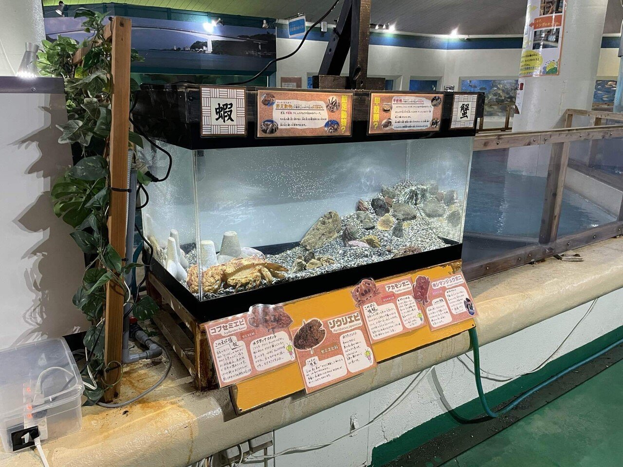 エビカニ水槽ちょこっと復活🦐🦀｜桂浜水族館 公式