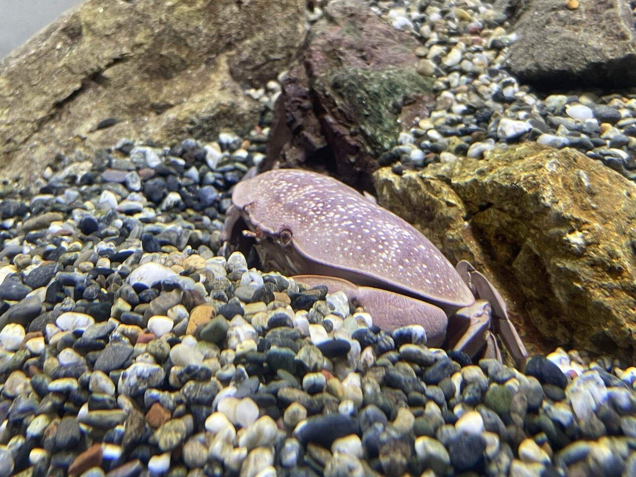 エビカニ水槽ちょこっと復活🦐🦀｜桂浜水族館 公式