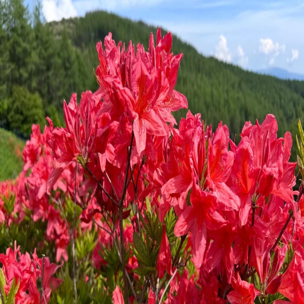 レンゲツツジ咲く入笠山｜Cressonboy