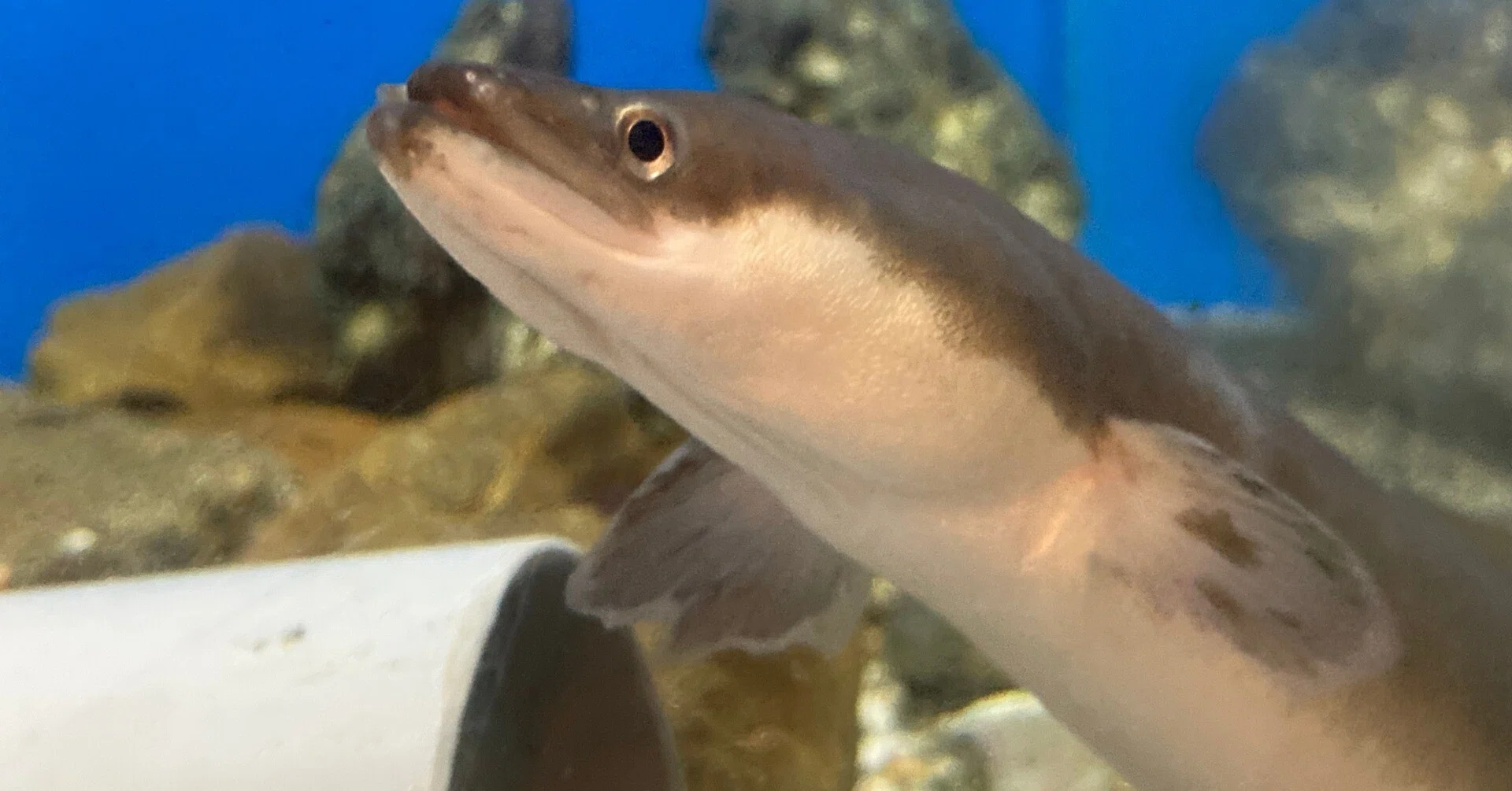 ニホンウナギ《展示動物解説》｜桂浜水族館 公式