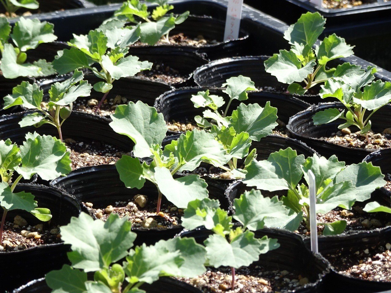 ハボタンの育苗 ポット上げ2回目 ゆかこ Note