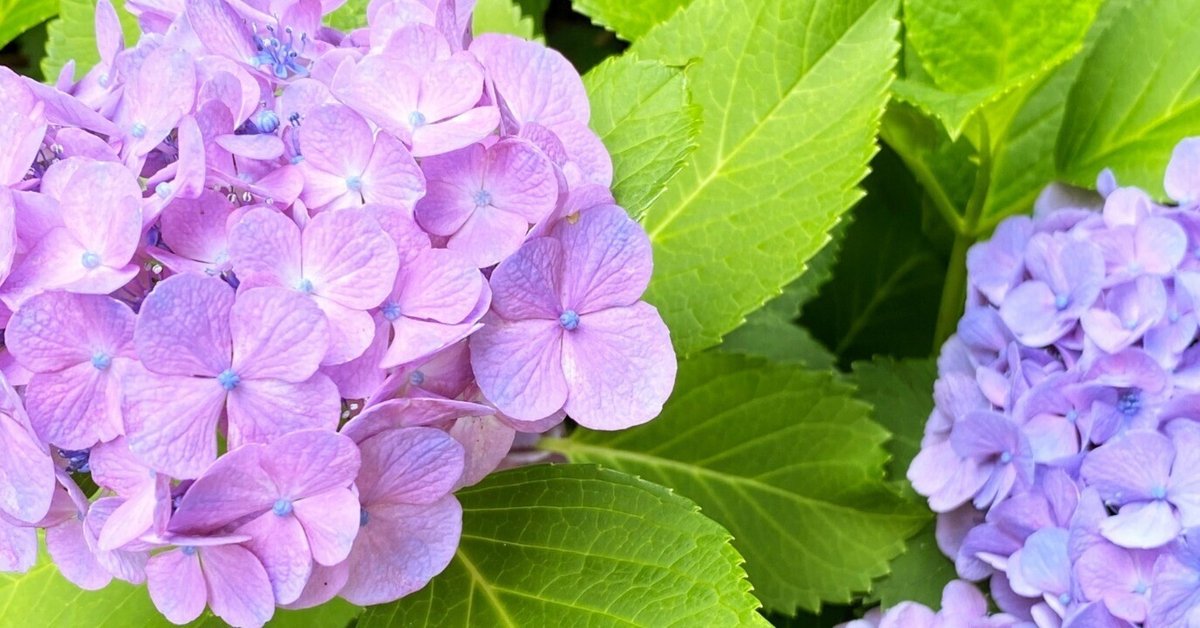 ✨赤毛のアン✨オリジナル手書き原稿！✨PE島コンフェデレーション・アーカイヴス✨ えっくす☆きゅーと「あいか/夏の思い出～苺と乙女コーデset