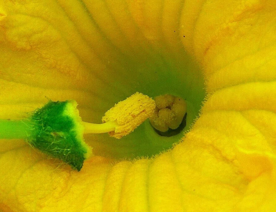 雌花開花、受粉! マダーボール | スイカ(マダーボール)の栽培 - MLZJ