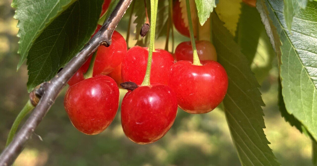 さくらんぼシーズン到来です｜AIZUYA JAPAN