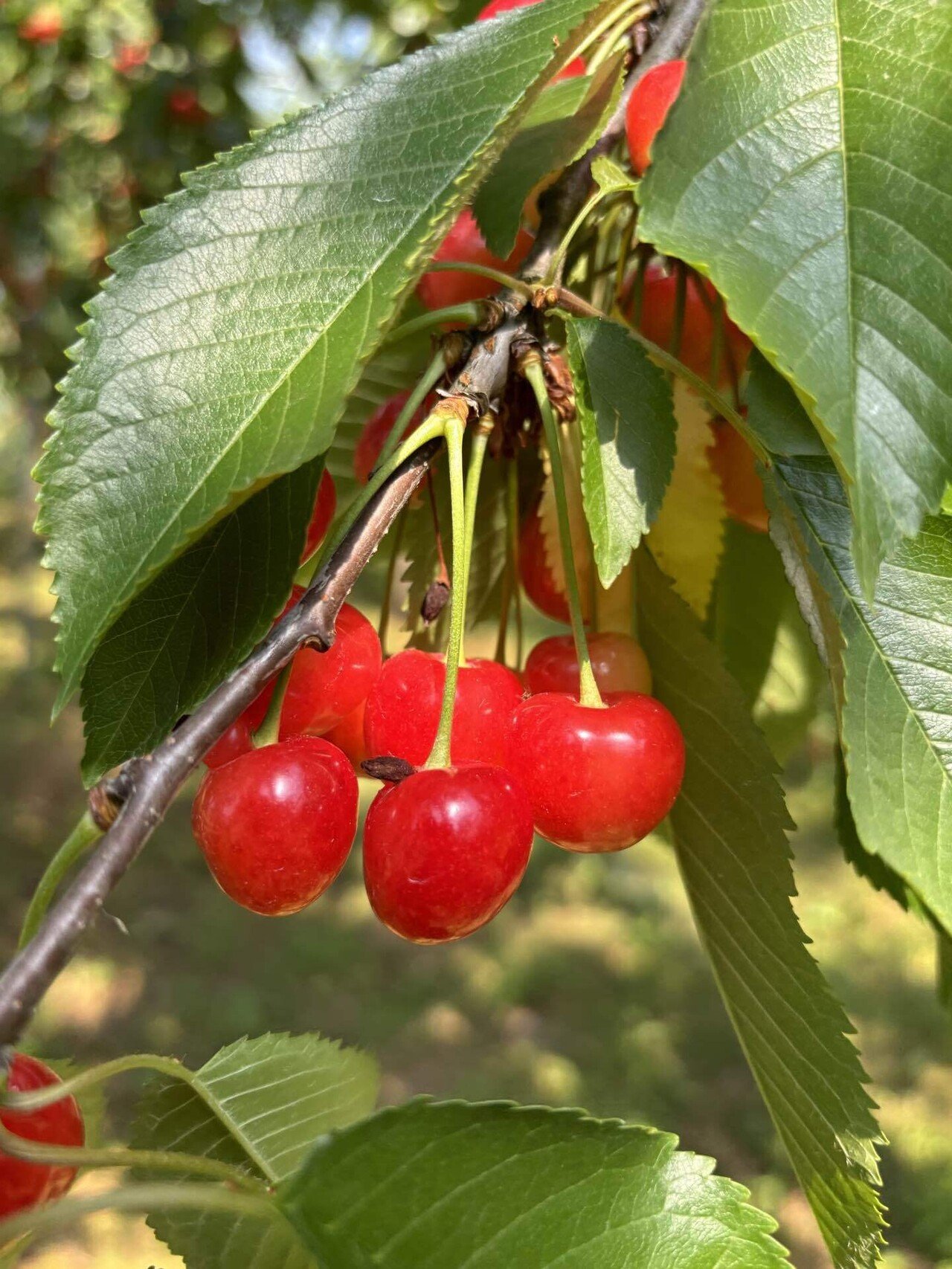 さくらんぼシーズン到来です｜AIZUYA JAPAN