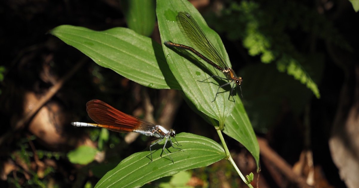 トンボの婚活 【蔦の森 24/6/13】｜奥入瀬日和@星野リゾート