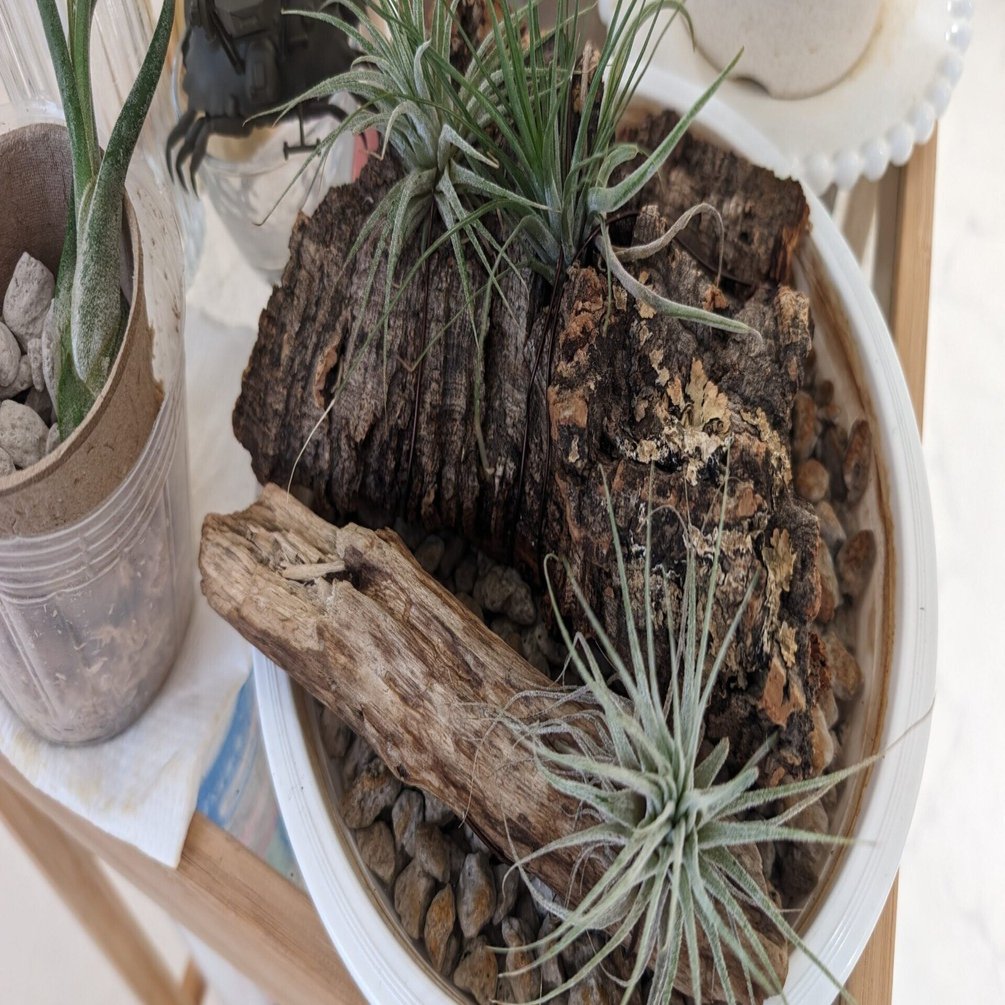 私が観葉植物にハマった理由【趣味が欲しい人へ】｜ココ｜ライター