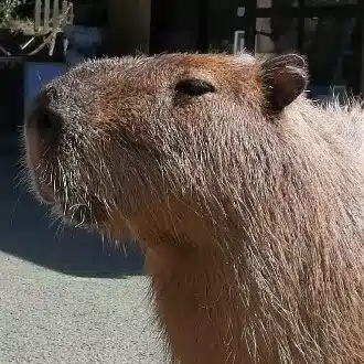 ほどほど