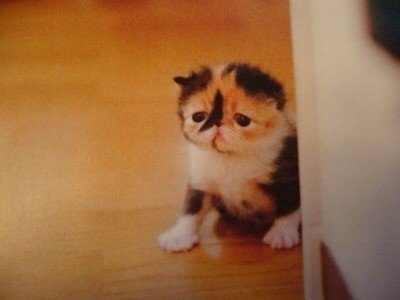 エキゾチックショートヘアー飼いたい ぬにこ Note