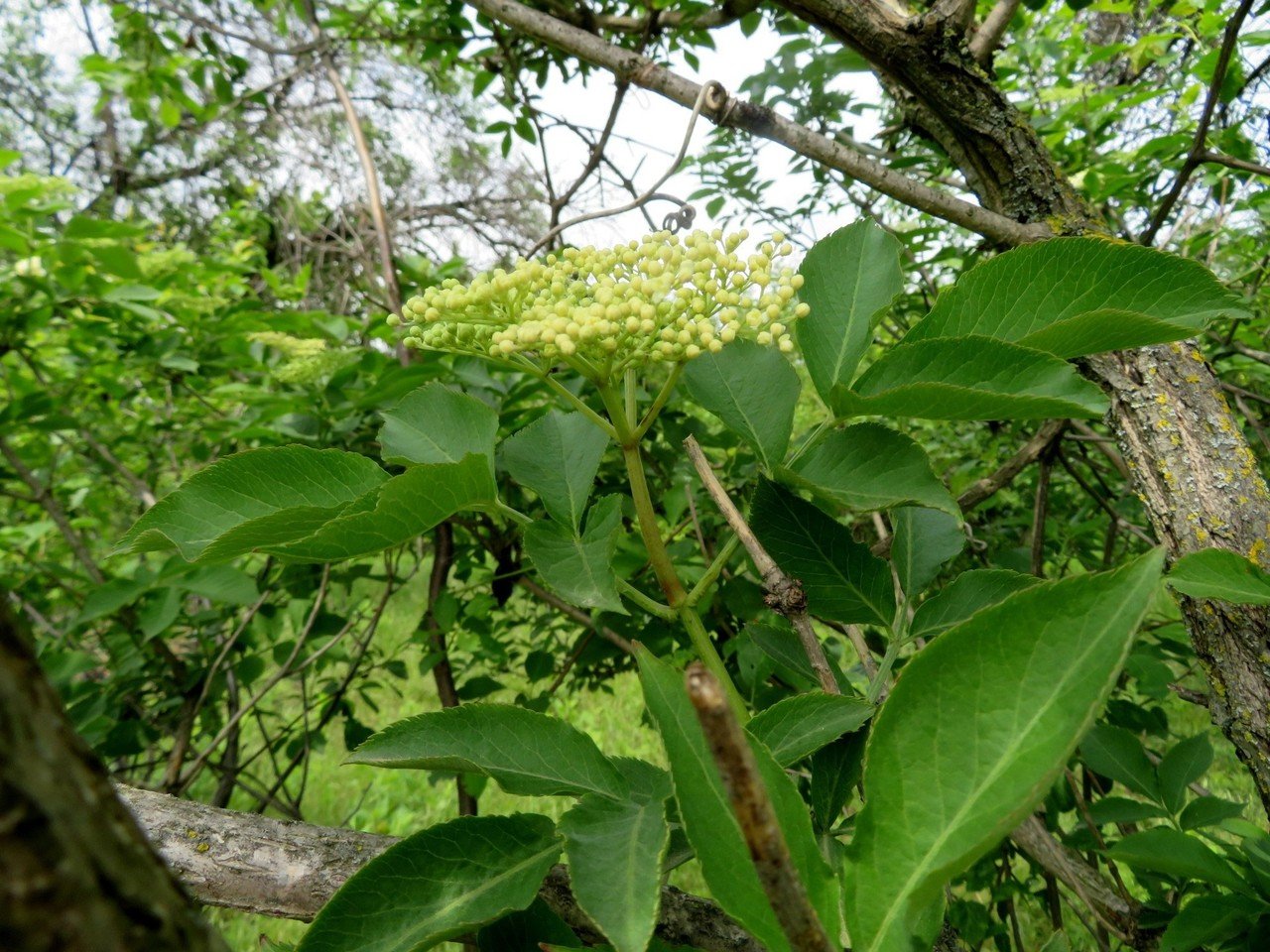セイヨウニワトコ｜Eiko Toda