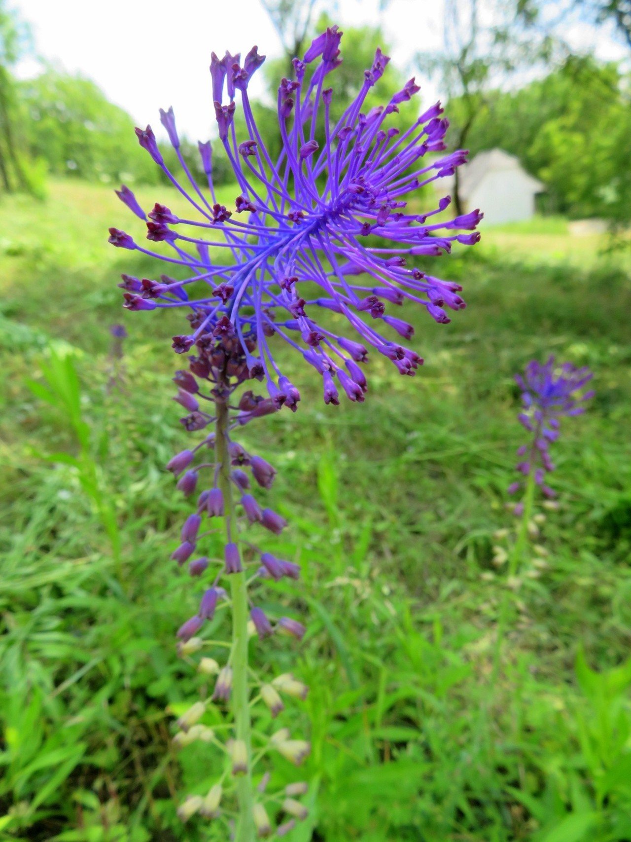 タッセルヒヤシンス Eiko Toda Note