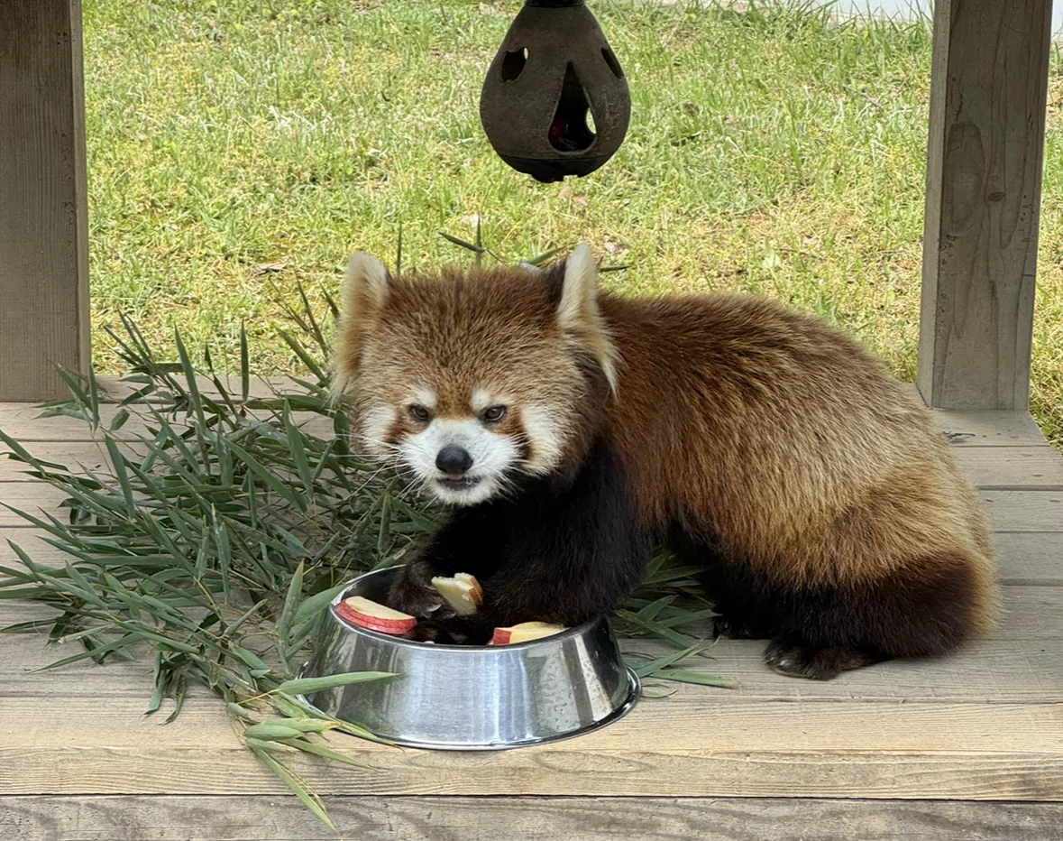レッサーパンダの聖地！西山動物園へ推しのモッチーに会いに行く 
