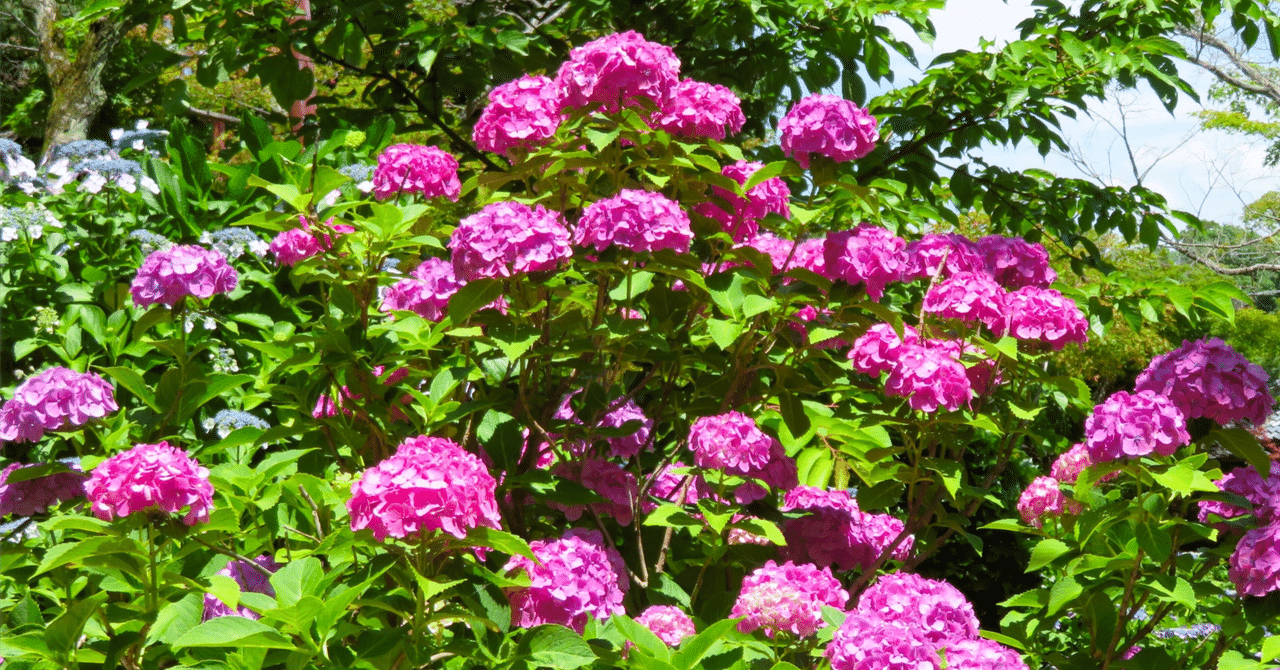 ぼくが去年以来ずっと「ドワンゴは危ないな」と思っていた理由｜文脈くん