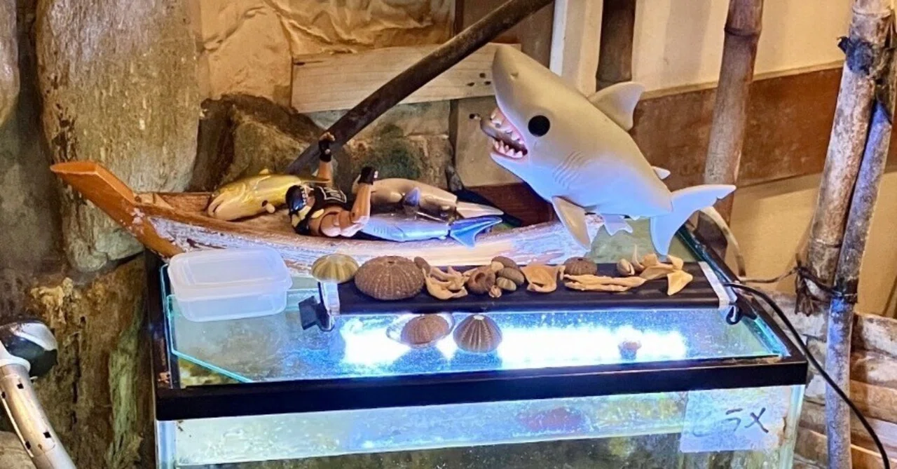 鮫の歯の剥製クロトガリザメ