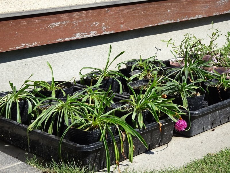ラベンダーとアルメリアを地植えしたよ ゆかこ Note ラベンダーとアルメリアを地植えしたよ ゆかこ Note