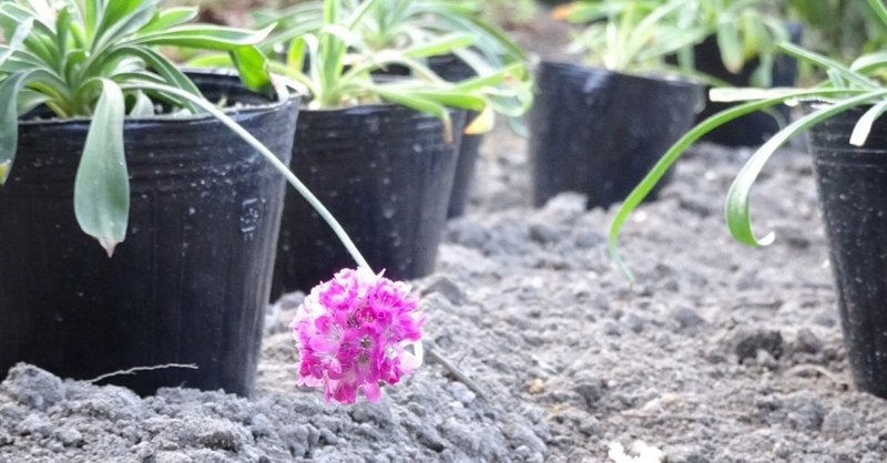 ラベンダーとアルメリアを地植えしたよ ゆかこ Note