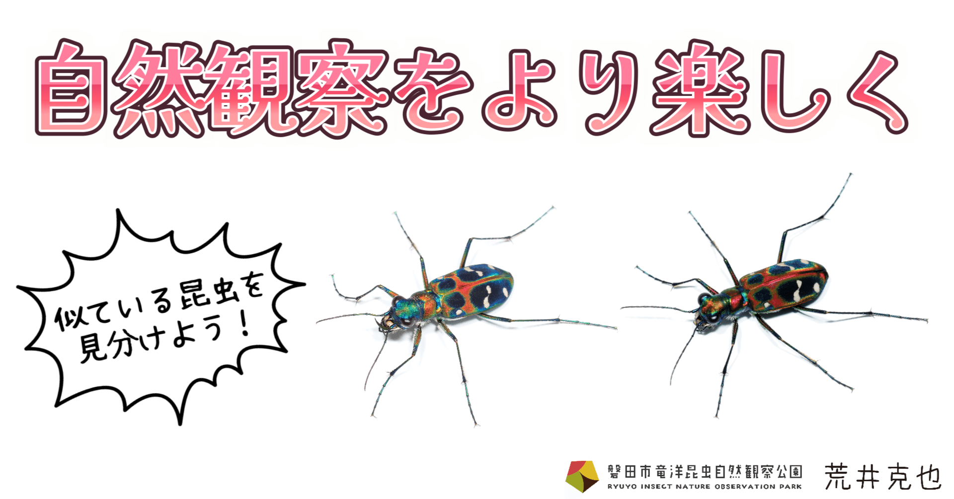 沖縄昆虫図鑑 沖縄昆虫野外観察図鑑 全4巻 沖縄昆虫野外観察図鑑