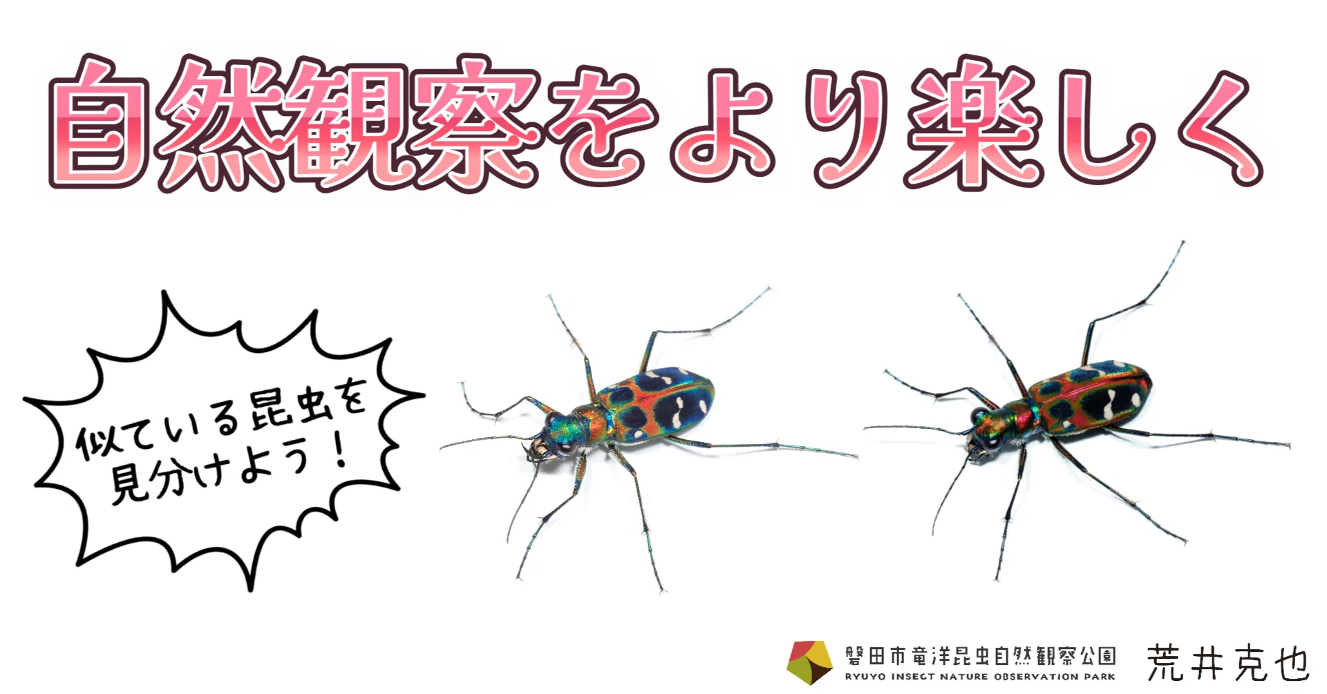 私が最近出会った、似ている昆虫達3選。｜竜洋昆虫自然観察公園