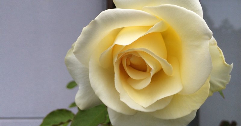 バラの歴史からみたマリア様がみてる｜はねおか｜note