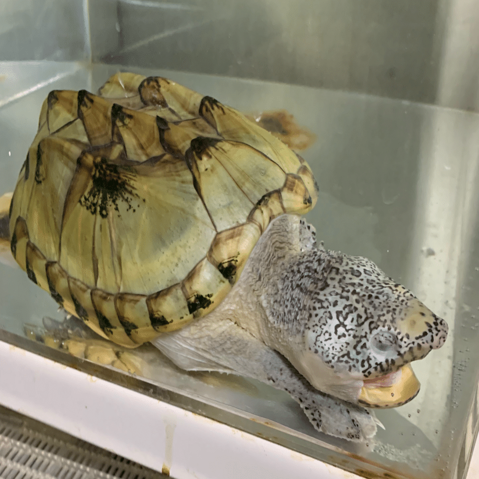 良いカメの正体｜R