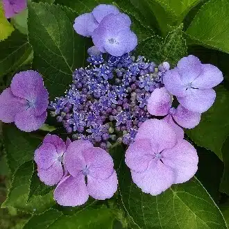 あき