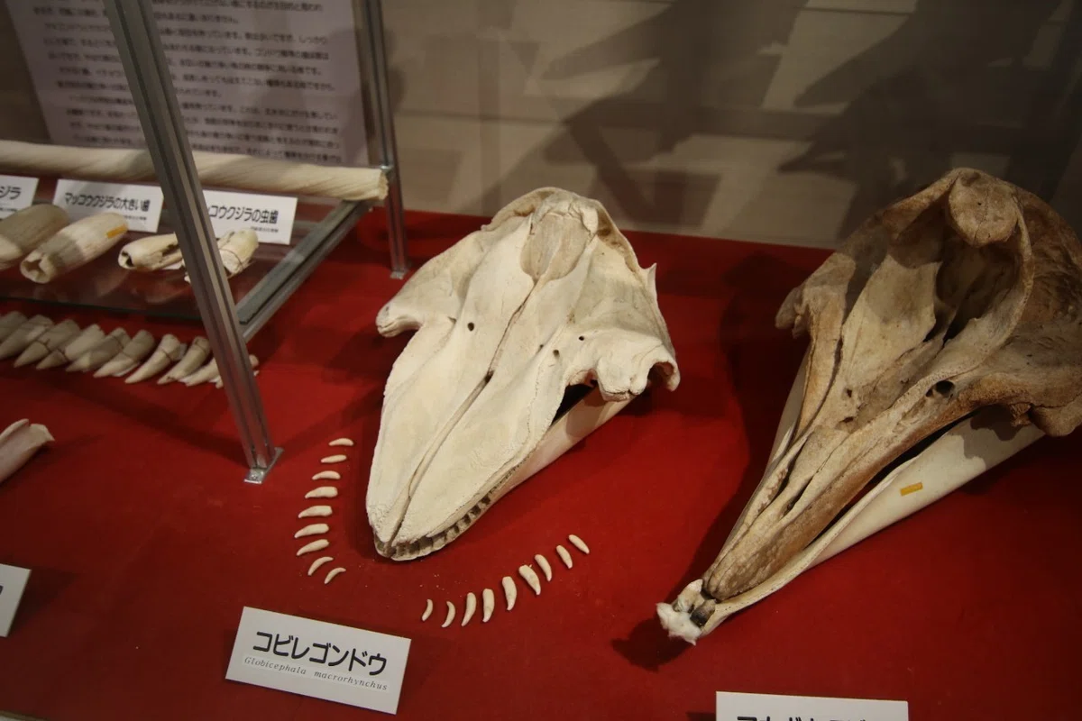 クジラの歯 ペンギン3体 置物 インテリア 恐い