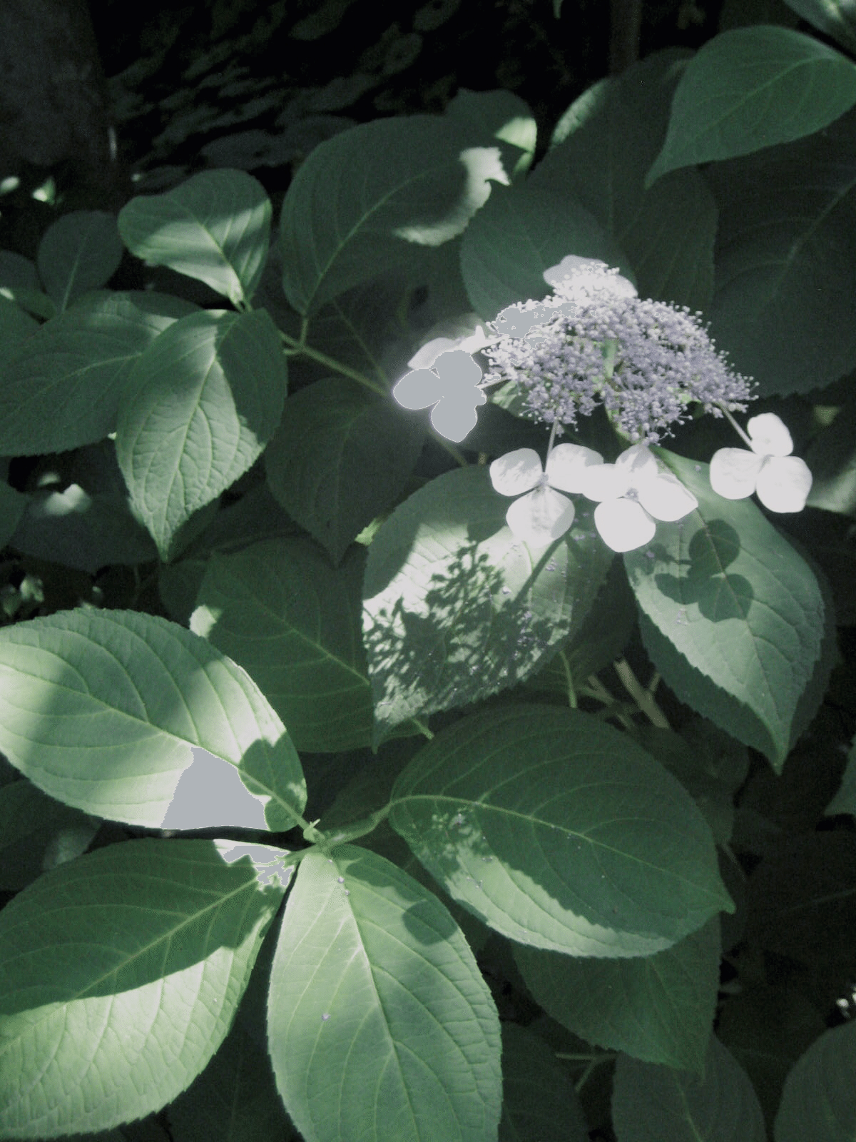 切花　紫陽花　リン　ピカソ　各1本 切花 紫陽花 リン ピカソ 各1本 rectangle_large_type_2_3244479