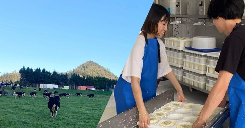 NZ日記🇳🇿｜大自然の牧場でチーズを作る日々
