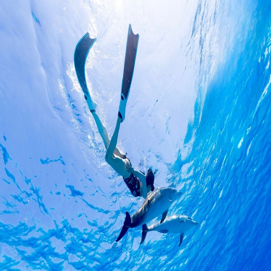 バハマドルフィンスイム・第1週目リポート｜海とイルカの旅 / Yuki Kusachi