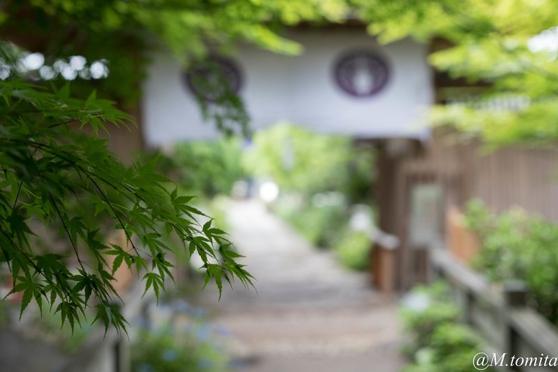 単焦点と Eos 6d Mark M Tomita Note