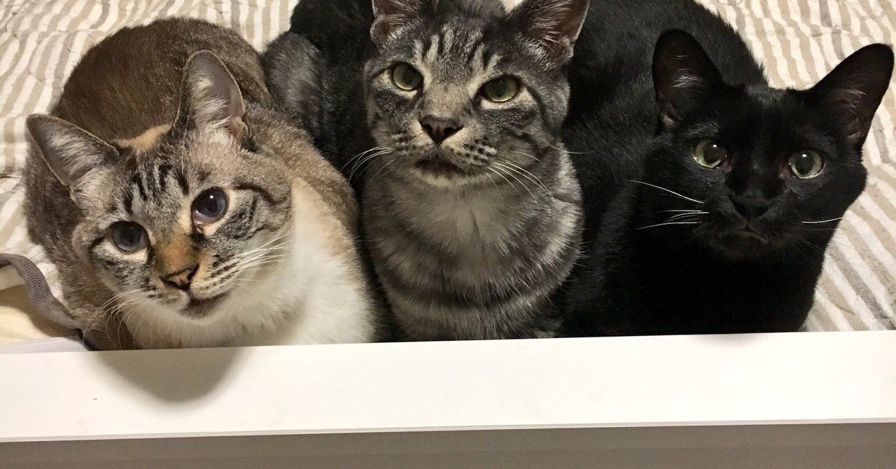 猫を連れて日本から海外へ引っ越ししたお話 まとめ りえぞう Note