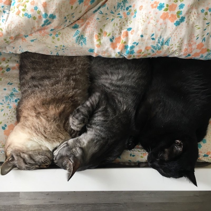 猫を連れて日本から海外へ引っ越ししたお話 まとめ りえぞう Note 猫を連れて日本から海外へ引っ越ししたお話 まとめ りえぞう Note