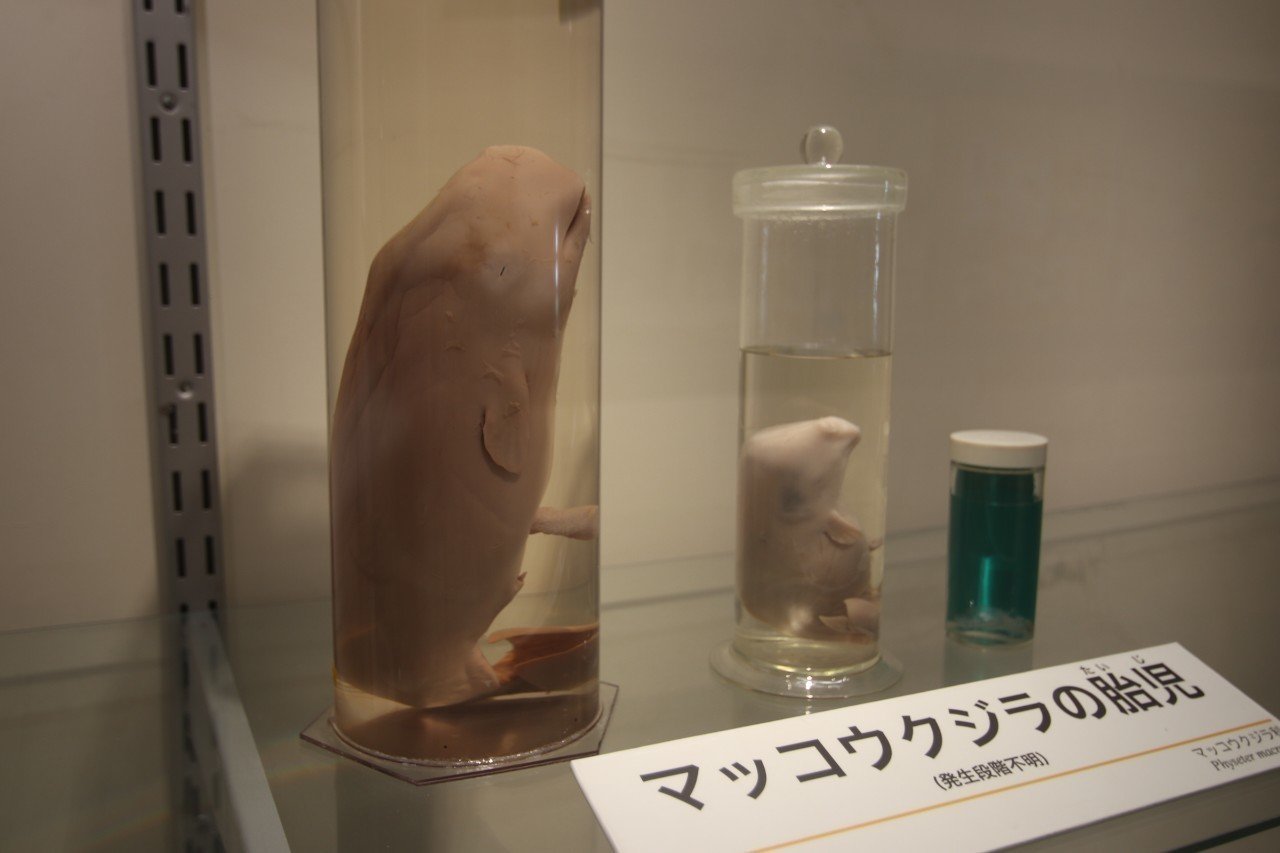 鯨の歯 コレクション 写真を見て確認願います。詳しくはコメント