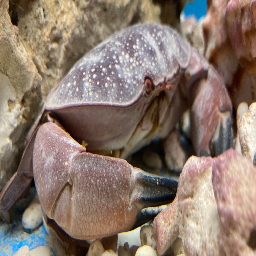 海水槽　ホシマンジュウガニ　 近海産海水魚、甲殻類、海洋生物、深海生物、深海魚