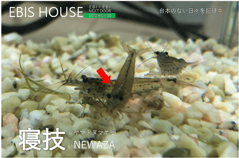 エビと共に生きる しりひとみ Note エビと共に生きる しりひとみ Note