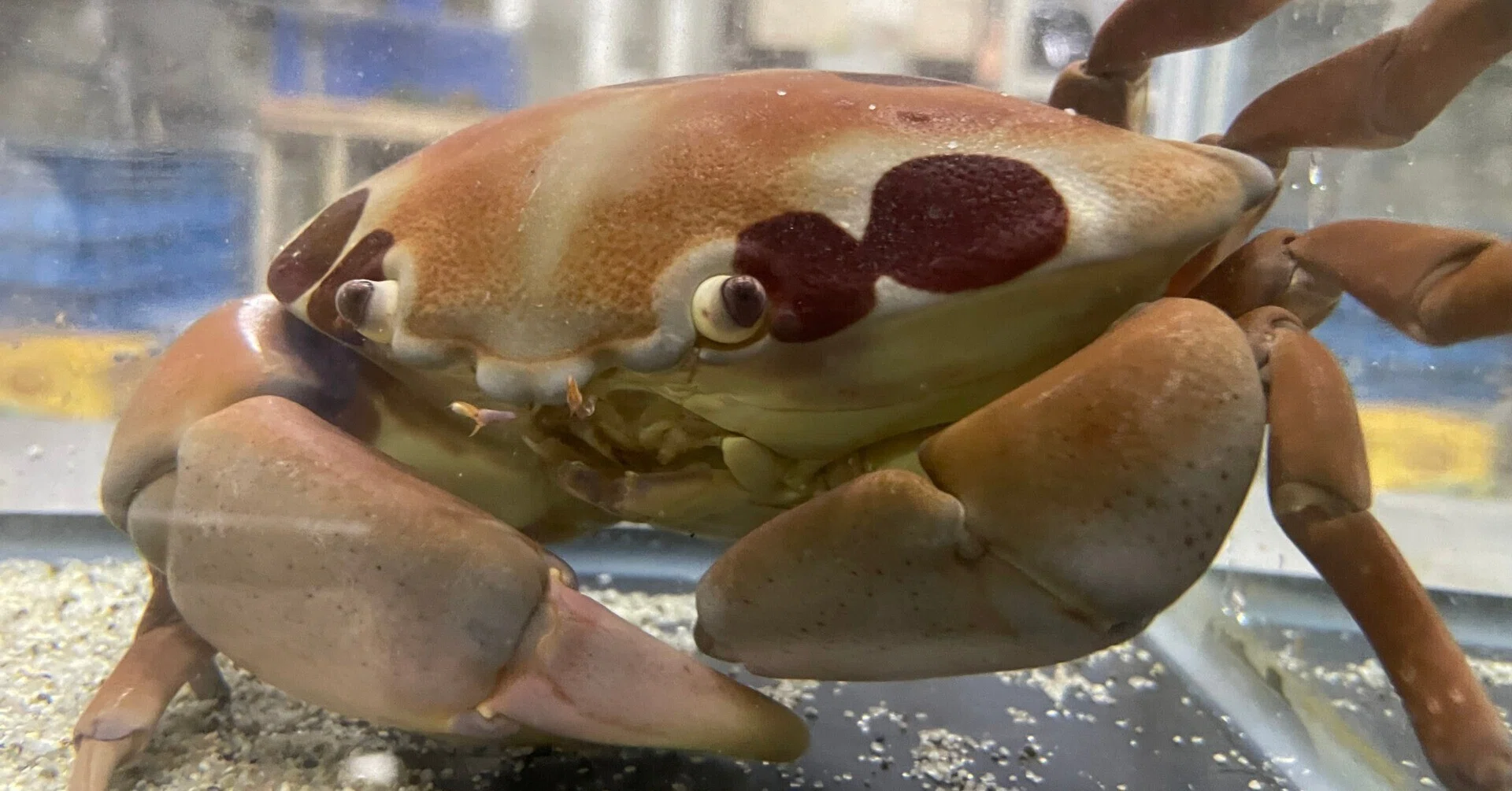 アカモンガニ《展示動物解説》｜桂浜水族館 公式