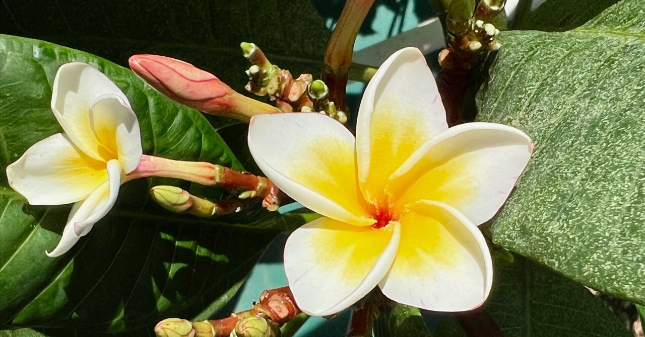 プルメリア白花　このプルメリアは成長も早く年中花が咲き続けます。4ポットセット。 セラダインプルメリア初咲き@開花プルメリアたちとピカケ